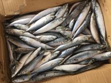 Frozen  mackerel   6 - 8 pieces/kg