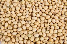 best quality grade yellow soybean whole sale price
