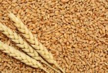 best quality grade spring and winter wheat grains good price