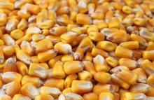 best quality grade yellow corn grains whole sales price