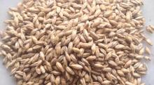 best quality grade barley grains for feed and other use