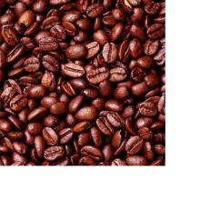 Premium Dried Grade A Cacao/ Chocolate bean
