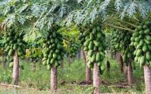 Fresh Fruits