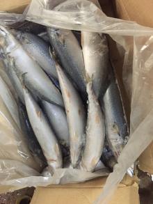 Frozen pacific mackerel 400-600g