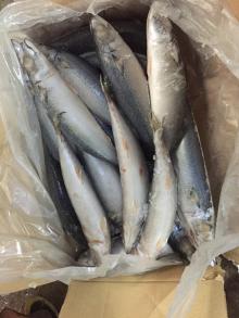  Frozen   pacific   mackerel  light catching