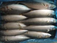 Frozen pacific mackerel big size