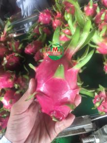HIGH QUALITY  DRAGON   FRUIT  WHITE FLESH