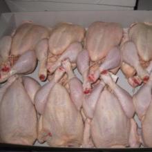 Whole  frozen   chicken  calibrated, HALAL packed in the carton  frozen   chicken  supplier