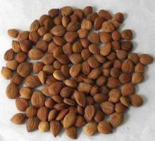 Organic bitter apricot kernel2018 season available stock 60mts