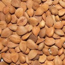 Bitter apricot kernel 99.95% Purity
