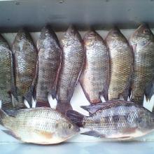 Frozen black tilapia