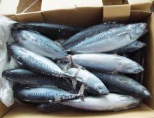 High quality cheap  price  frozen  fish   canned   tuna  bonito in oil and in water with lower  price 