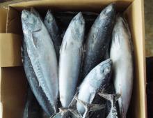 High Quality Frozen Bonito Skipjack  Fish   Tuna   Fish  for Sale