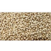 100% Natural and Fresh White  Sorghum   Seed s