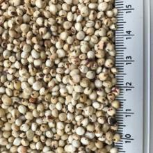 Quality	Description Moisture	14 % Purity	98-99% min Broken	5 % max Appearance	white in color Harvest