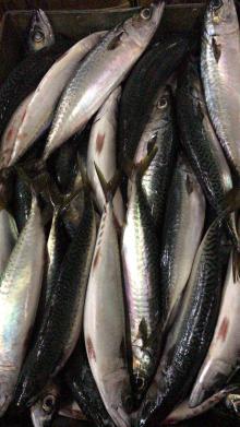 A grade pacific mackerel WR 300g+/pc for market/canned