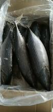 Frozen Striped Bonito WR(Sarda Orinetalis)1-3kg/pc for smoking/market/ canned