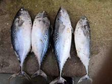 Frozen Spot Bonito/kawa kawa WR 1.5kg+/pc for market/canned