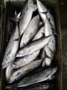 Frozen Bonito WR(Auxis Thazard) 500g+/pc for canned/market