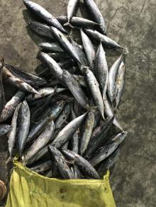 seafrozen Bonito WR(Auxis Thazard)150-250g/pc for canned/ bait