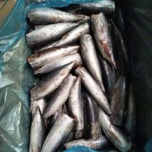 Frozen Bonito HGT 200-400g/pc canned use