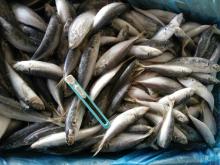 A grade Frozen Small eye horse mackerel WR 220-260pcs/10kg for market