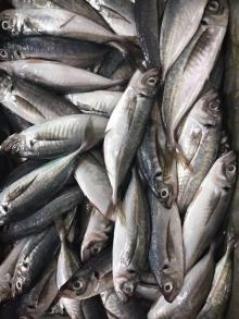 A grade Frozen horse mackerel WR 150g+/pc for market