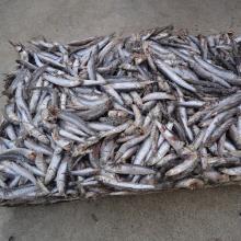 Good Quality Frozen Block  Anchovy   Fish 