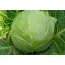wholesale Egypt low prices green fresh cabbage