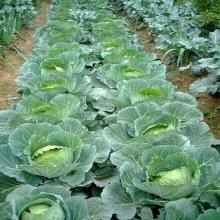 Fresh Cabbage