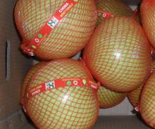 Fresh Citrus Fruit