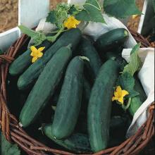 High Quality Fresh Cucumber