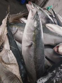 Frozen yellowtail WR 6-10kg/pc for fillets/canned