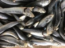 Seafrozen  Sardine  WR for canned/bait