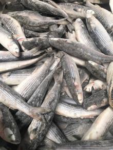 Frozen  grey   mullet  WR 500-1000g/pc for market