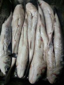 Frozen grey mullet WR gutted 1000g+/pc for market