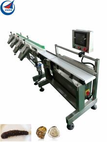 Seafood/abalone/oyster weight sorting machine with long warranty