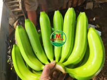 FRESH CAVENDISH BANANA