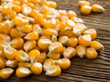 Yellow corn for sale