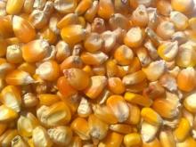 Best quality low price yellow corn