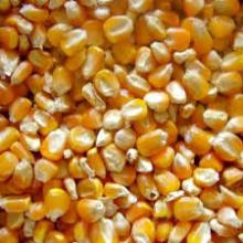 Yellow Corn from South Africa