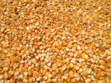 Good Quality Yellow maize