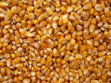 Yellow  corn  for Animal  Feed  For  Sale 