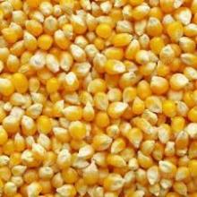 White and  Yellow   Corn / Maize  GRADE 1