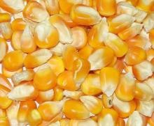  Dried   yellow   Corn  for Human Consumption