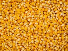 NON GMO  Yellow   Maize  / non gmo  yellow  corn or  maize 