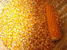 Air dried vegetables yellow corn for sale