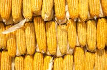 Top High Quality Natural Yellow Dried Corn Supplier