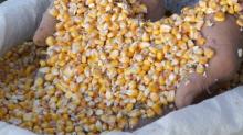 Premium quality air dried vegetables yellow corn for sale