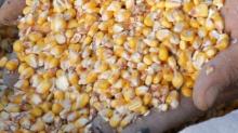 Top A Grade yellow Maize